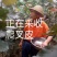 蝉蜕虫螁蝉壳蝉皮蝉衣金蝉壳金蝉皮知了壳知了皮爬叉壳爬叉皮