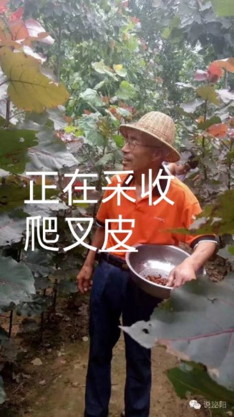 蝉蜕虫螁蝉壳蝉皮蝉衣金蝉壳金蝉皮知了壳知了皮爬叉壳爬叉皮