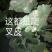 蝉蜕虫螁蝉壳蝉皮蝉衣金蝉壳金蝉皮知了壳知了皮爬叉壳爬叉皮