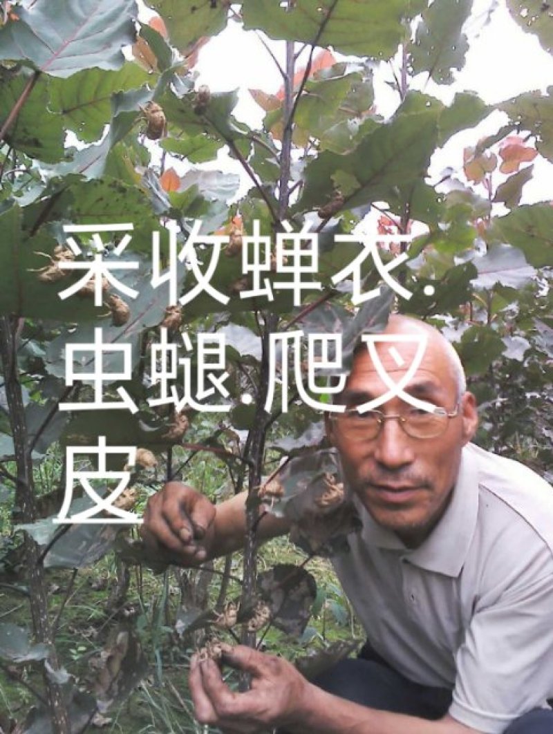 蝉蜕虫螁蝉壳蝉皮蝉衣金蝉壳金蝉皮知了壳知了皮爬叉壳爬叉皮