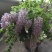 紫藤花
