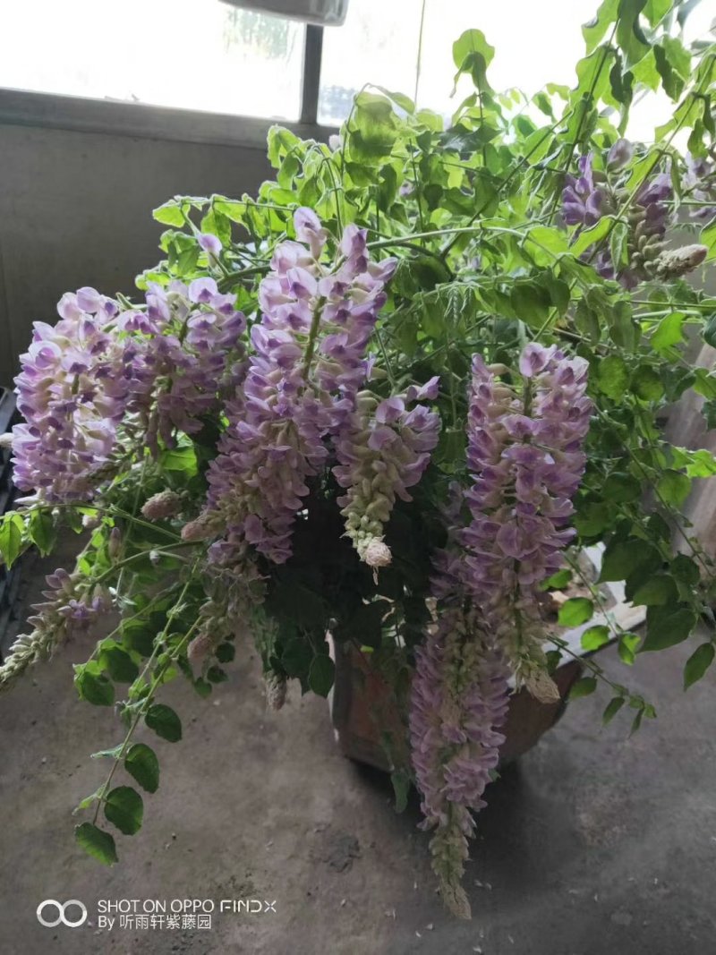 紫藤花