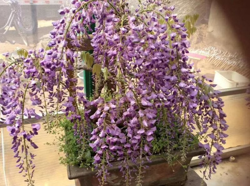 紫藤花