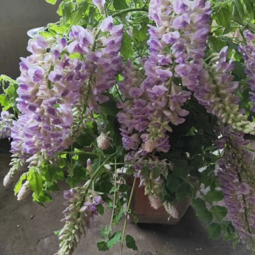 紫藤花