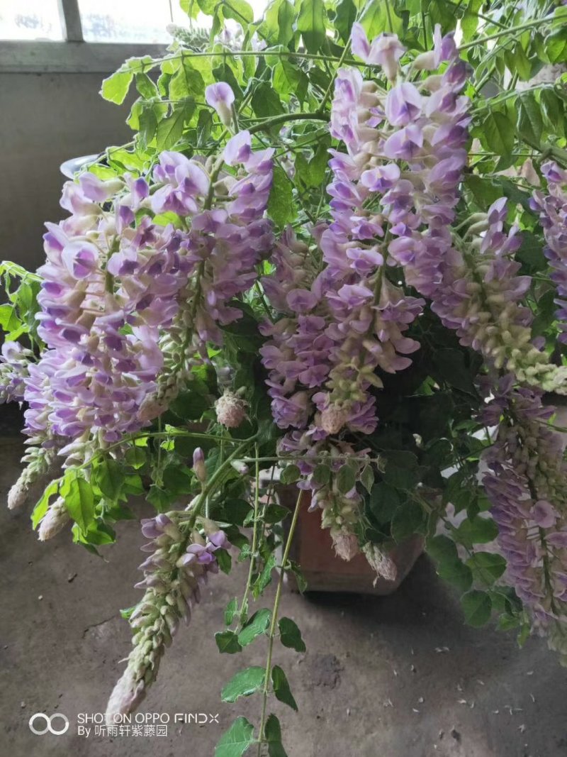 紫藤花