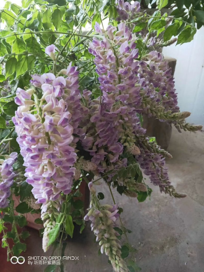 紫藤花