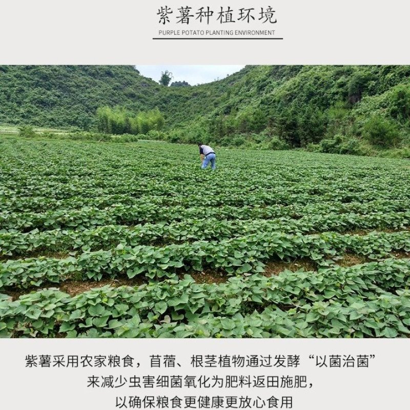 有好货纯紫薯粉紫薯品无添加《王耀农庄》