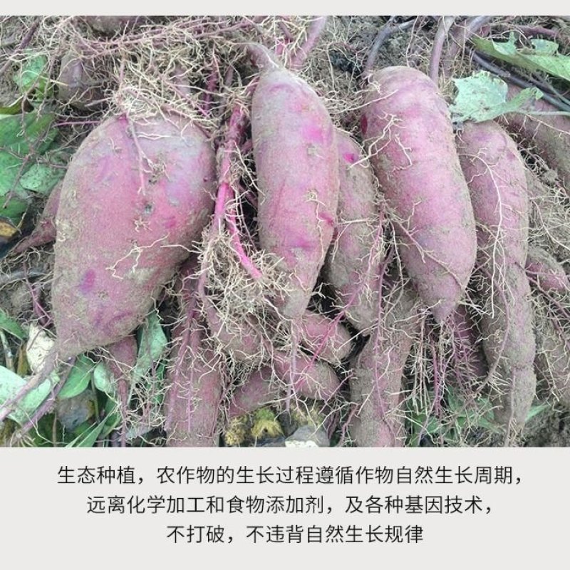 有好货纯紫薯粉紫薯品无添加《王耀农庄》