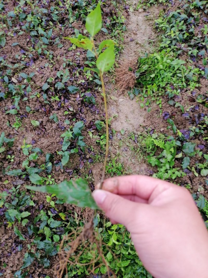 小叶苦丁茶苗