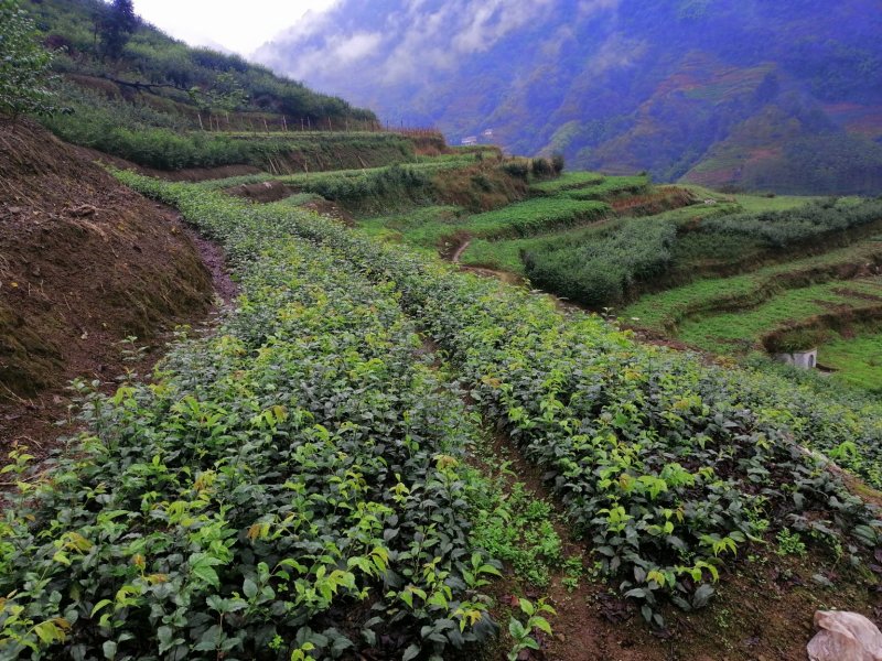 小叶苦丁茶苗