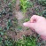 小叶苦丁茶苗