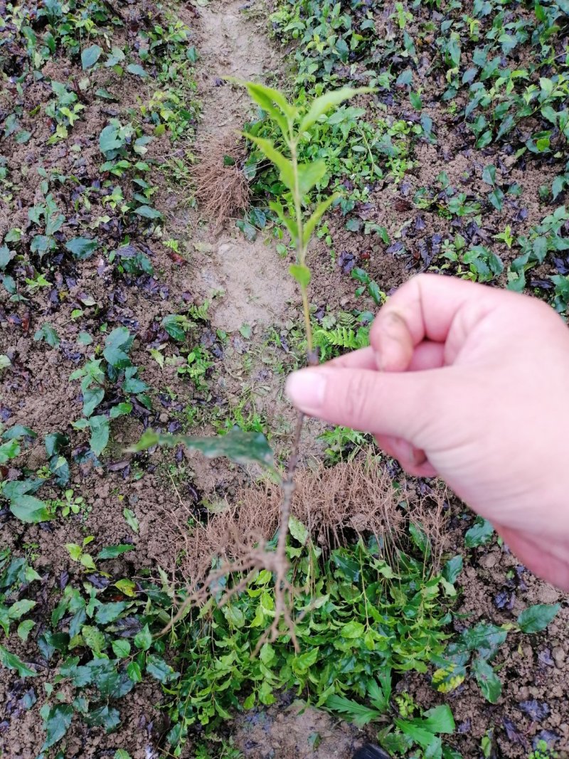 小叶苦丁茶苗