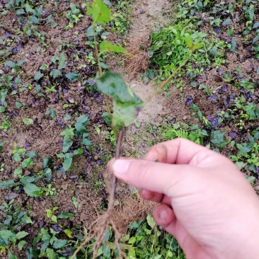 小叶苦丁茶苗