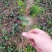 小叶苦丁茶苗