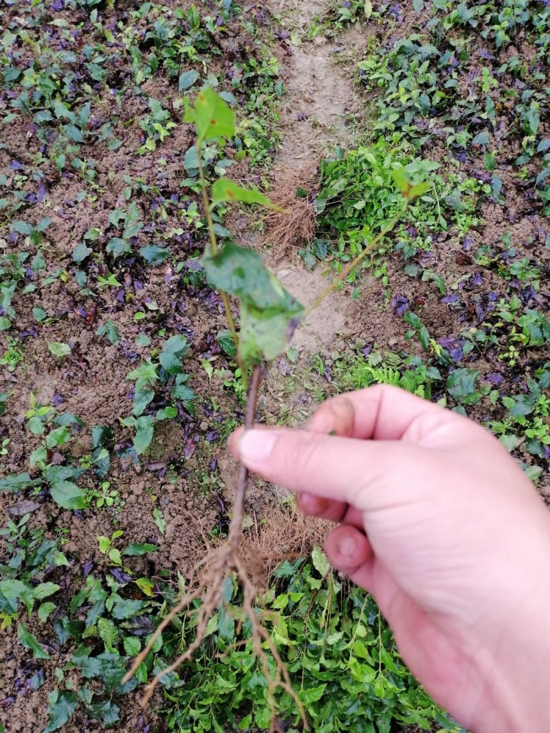 小叶苦丁茶苗