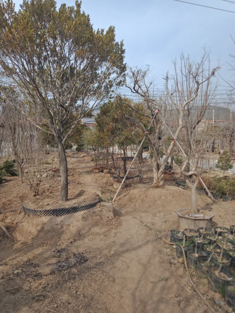 黄杨树