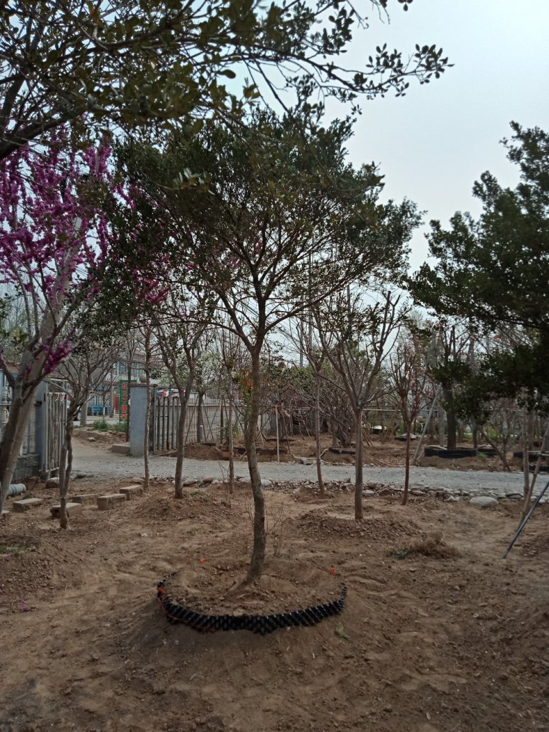 黄杨树