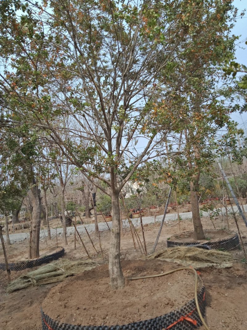 黄杨树