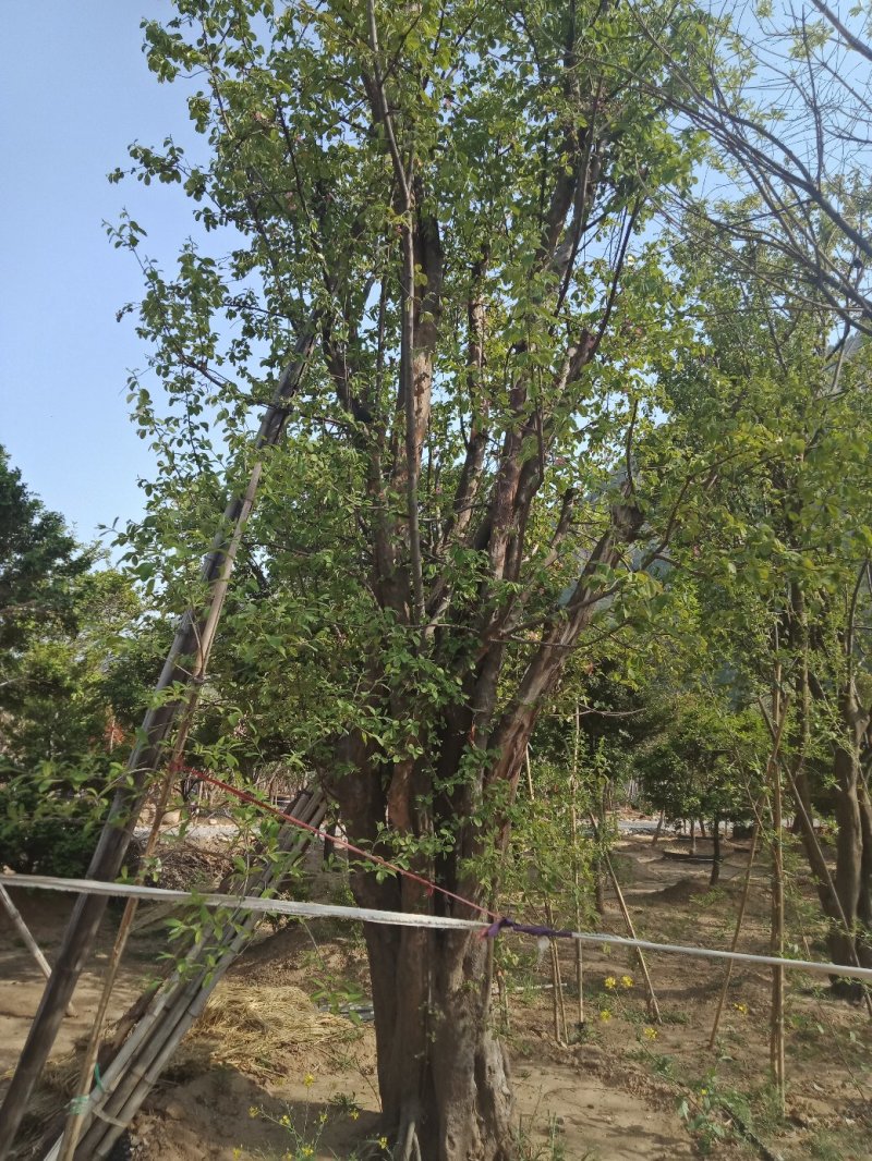 木瓜树