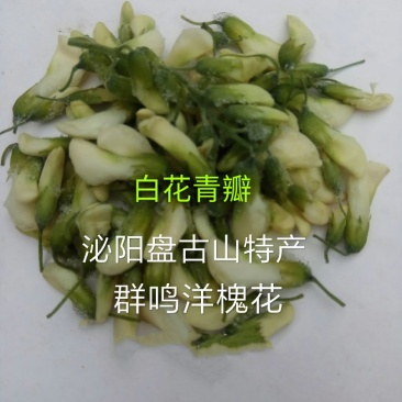 精品群鸣槐花.洋槐花青瓣.新鲜速冻盘古山特产.2斤一件