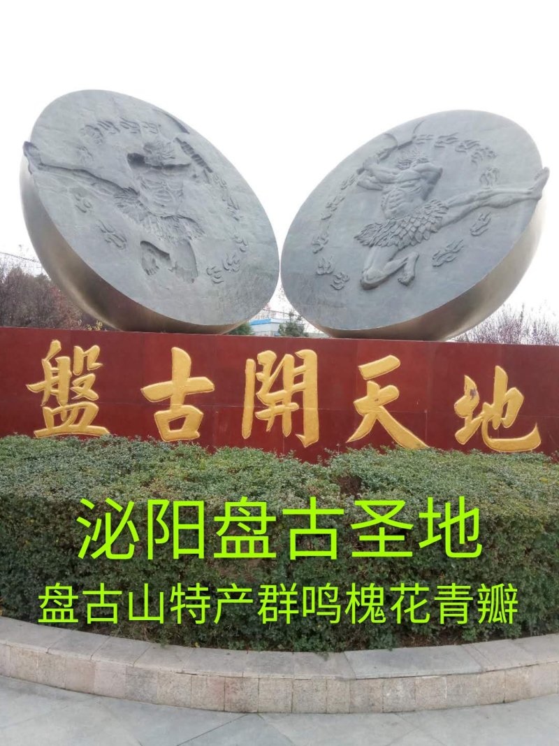 精品群鸣槐花.洋槐花青瓣.新鲜速冻盘古山特产.2斤一件