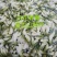 精品群鸣槐花.洋槐花青瓣.新鲜速冻盘古山特产.2斤一件