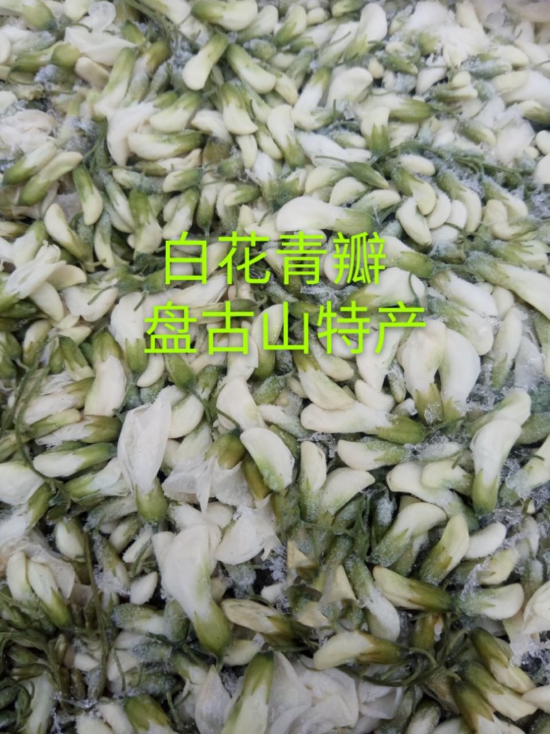 精品群鸣槐花.洋槐花青瓣.新鲜速冻盘古山特产.2斤一件