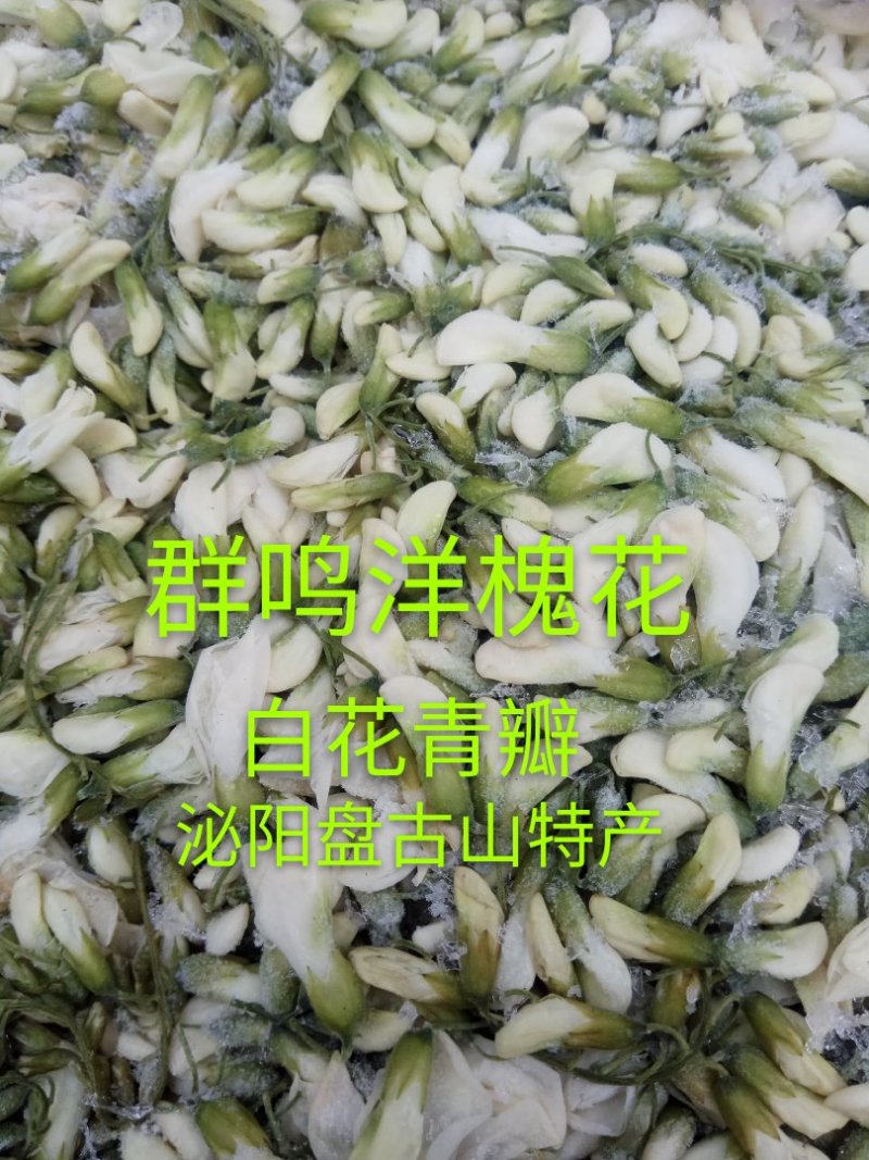 精品群鸣槐花.洋槐花青瓣.新鲜速冻盘古山特产.2斤一件