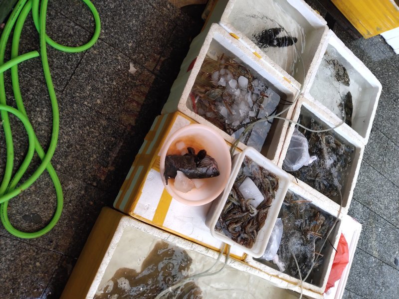 水鱼1.5－1.8一只