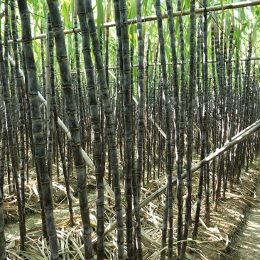 番禺甘蔗马上上市了，欢迎全国老板过来订购考察一下，，，
