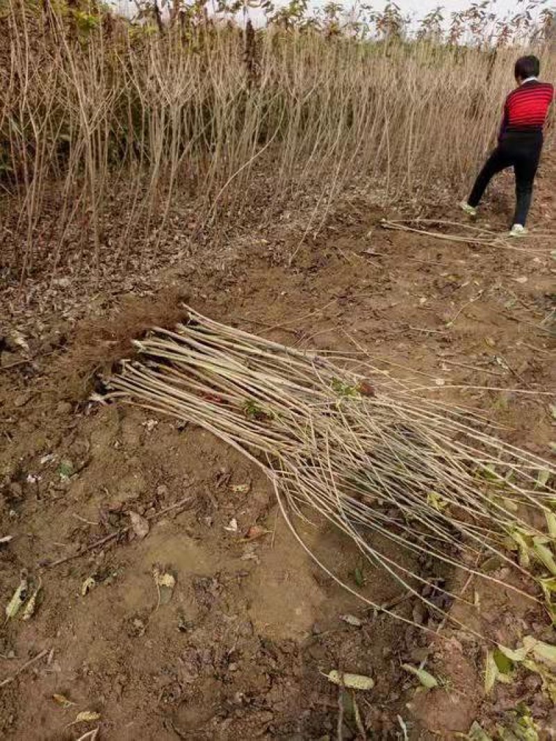 车厘子樱桃树苗适合南北方种植自花授粉包成活包技术