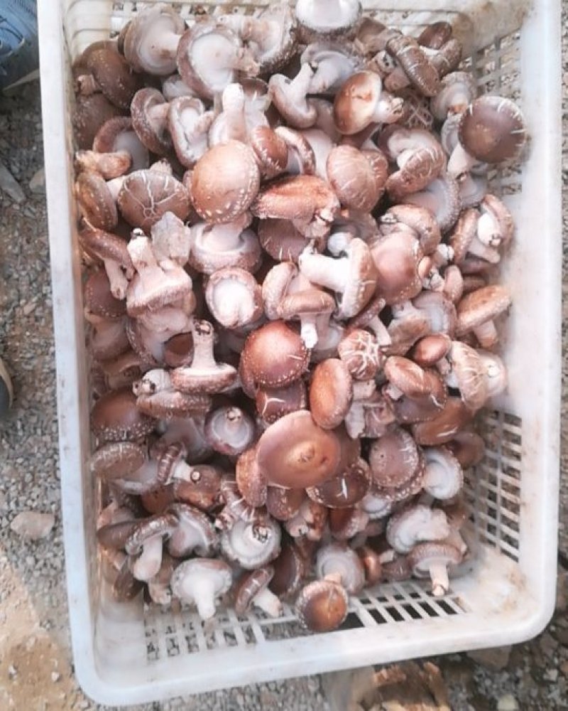 香菇
