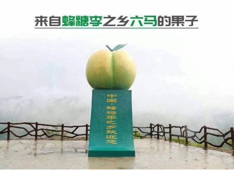 蜂糖李苗贵州六马蜂糖李苗镇宁正宗蜂糖李子苗