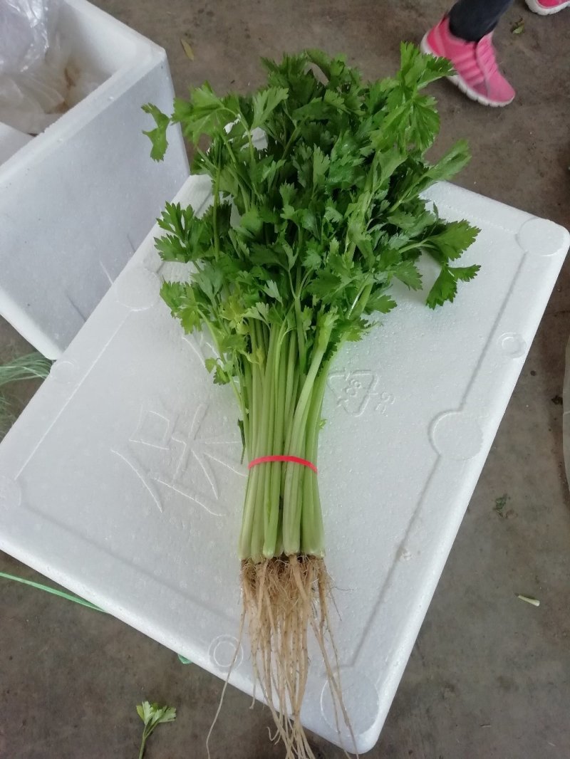 西芹