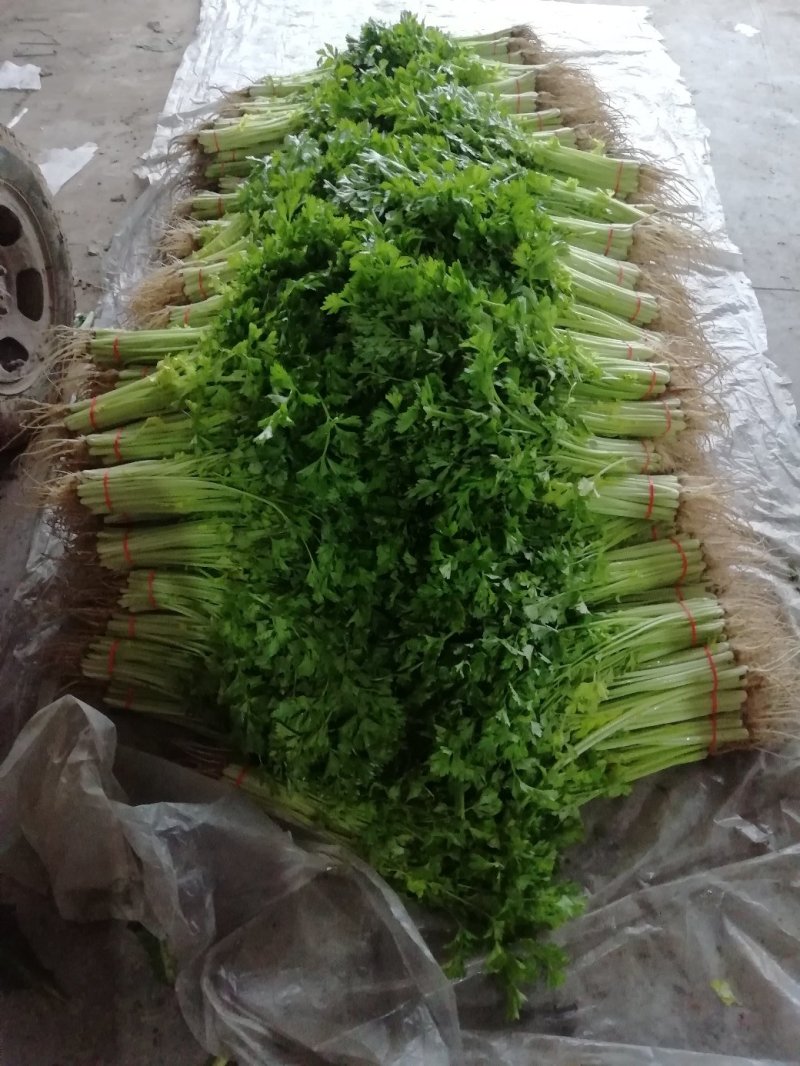 西芹