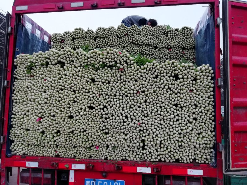 西芹