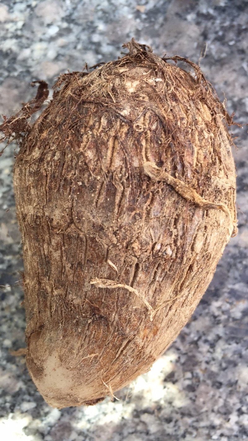 山东毛芋头8520粉糯香芋产地批发芋艿通货精品团购社区