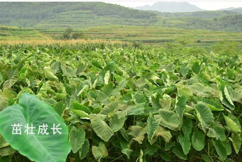 山东毛芋头8520粉糯香芋产地批发芋艿通货精品团购社区