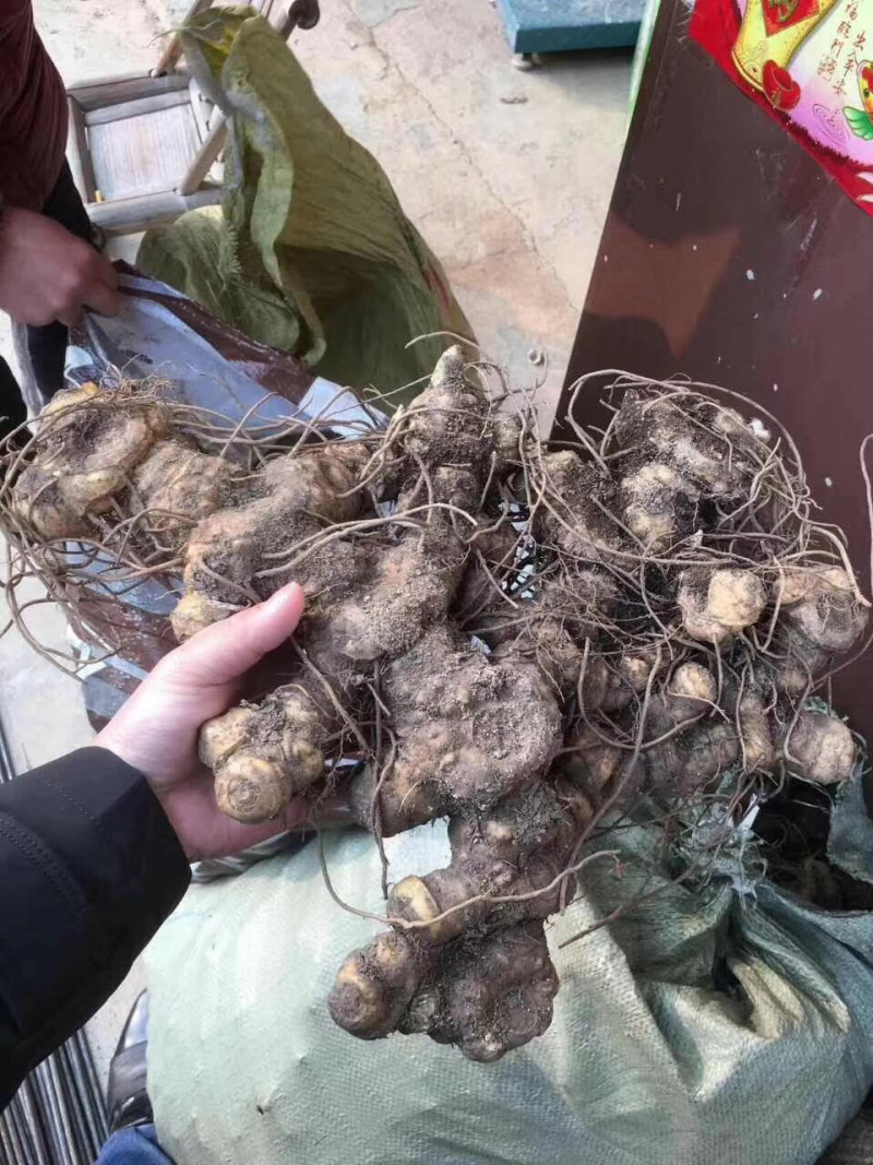 九华多花姜型倒苗甜黄精块茎。