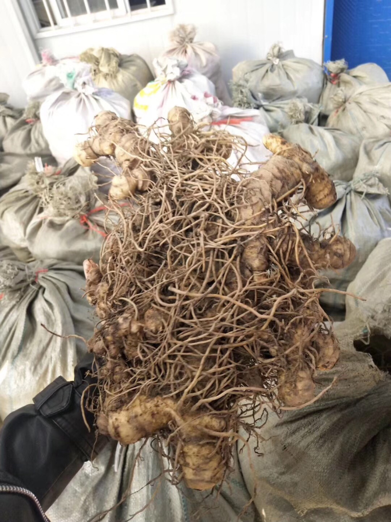 九华多花姜型倒苗甜黄精块茎。