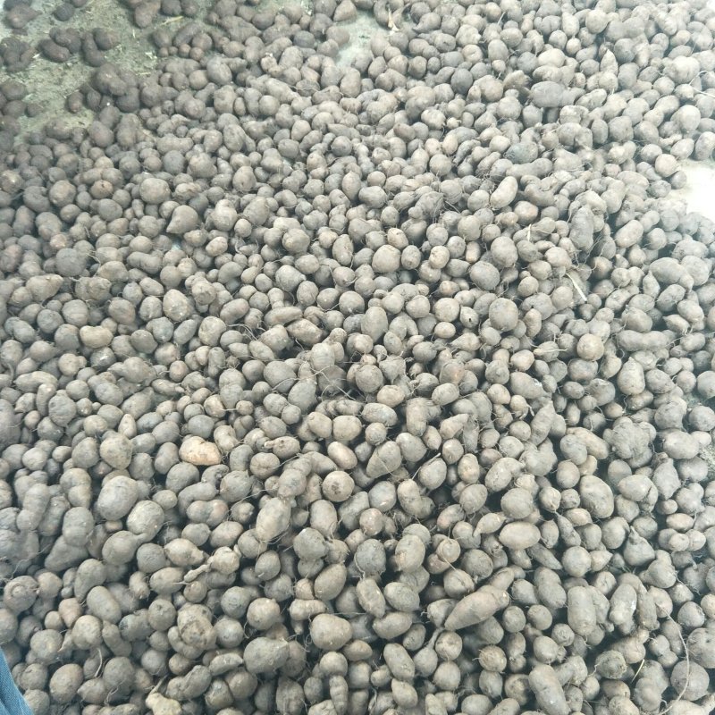 三叶青鲜货农村一手货源数量有限石老虎5斤起发货