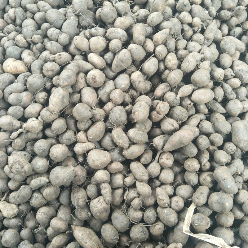 三叶青鲜货农村一手货源数量有限石老虎5斤起发货