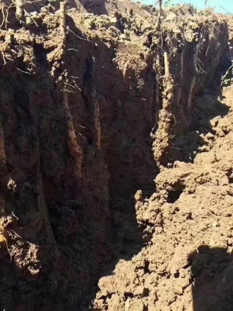 河南温县正宗垆土地铁棍山药，甘甜粉糯