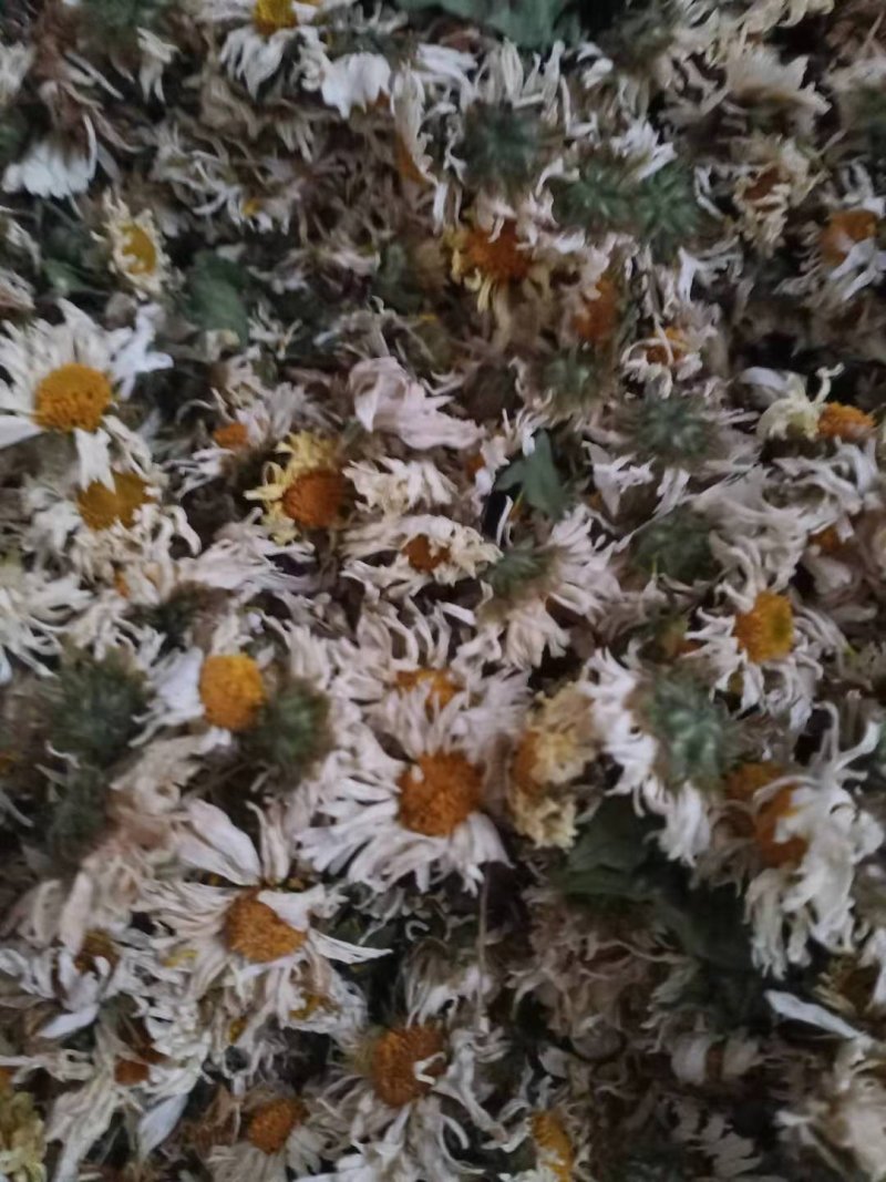 苏北菊杭白菊