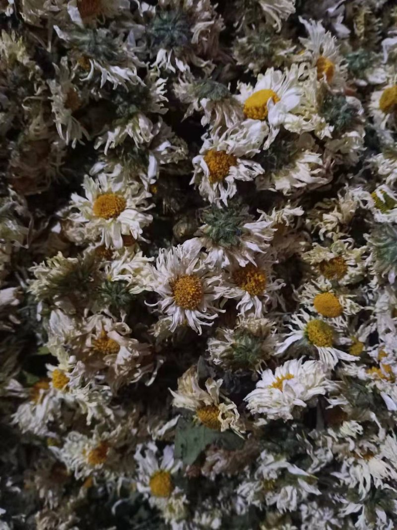 苏北菊杭白菊