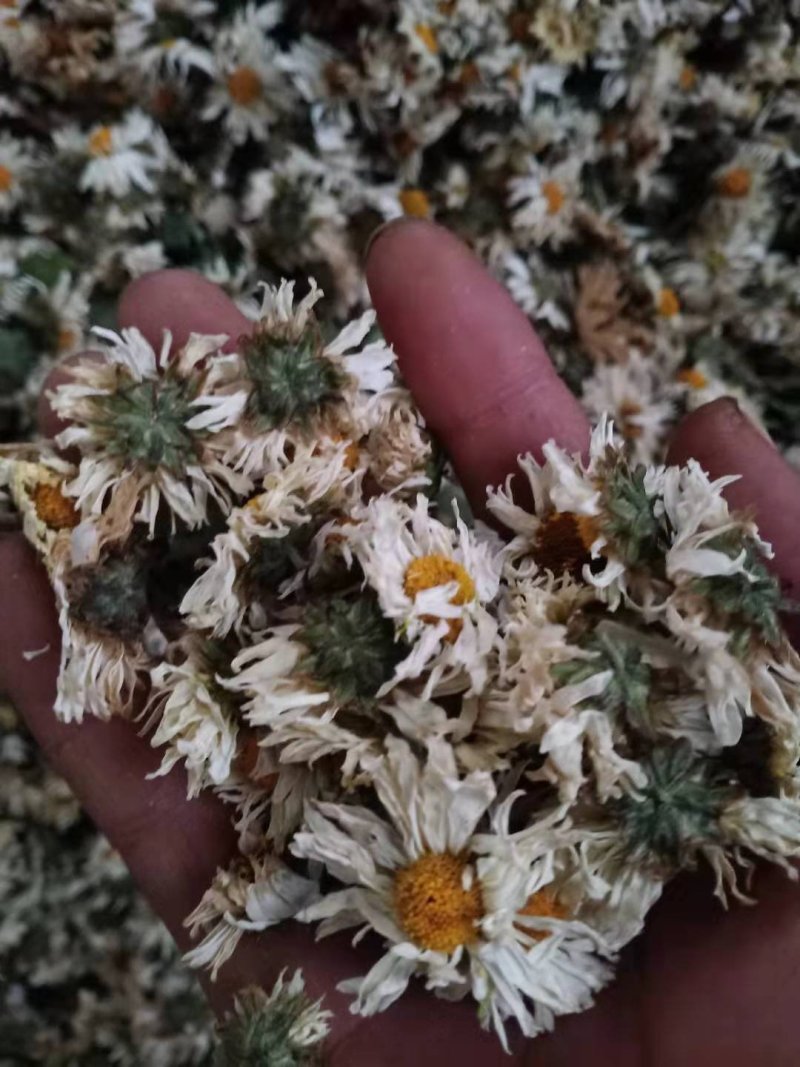 苏北菊杭白菊