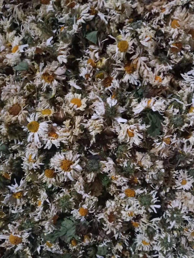 苏北菊杭白菊