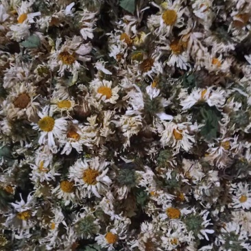 苏北菊杭白菊