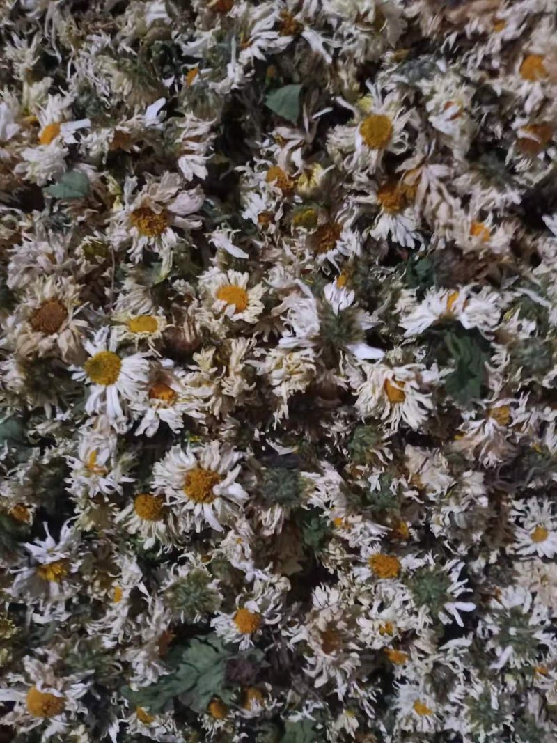 苏北菊杭白菊