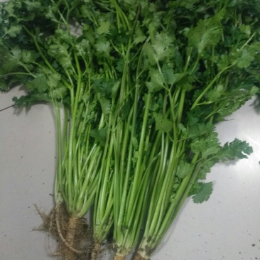叶菜类